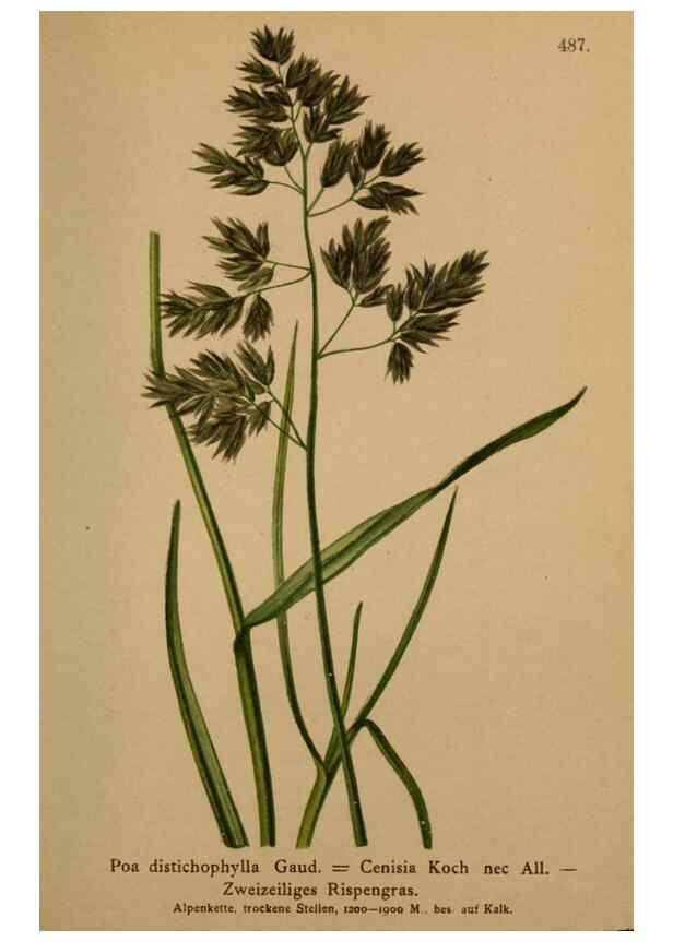 Reproducción/Reproduction 10424594406: Atlas der Alpenflora /. Wien :Eigenthum und Verlag des Deutschen und Oesterr. Alpenvereins,1882.