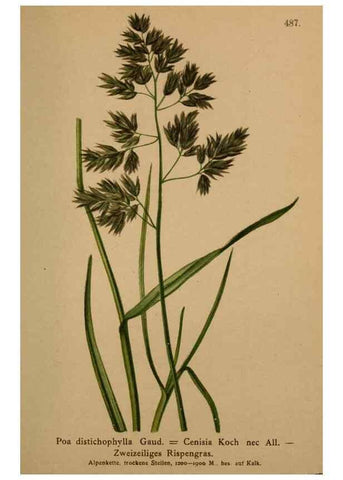 Reproducción/Reproduction 10424594406: Atlas der Alpenflora /. Wien :Eigenthum und Verlag des Deutschen und Oesterr. Alpenvereins,1882.