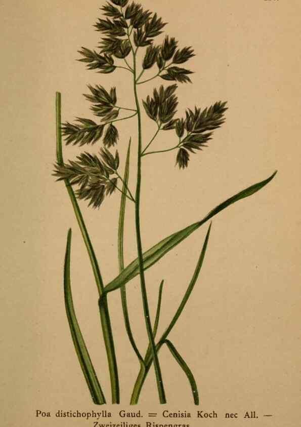 Reproducción/Reproduction 10424594406: Atlas der Alpenflora /. Wien :Eigenthum und Verlag des Deutschen und Oesterr. Alpenvereins,1882.