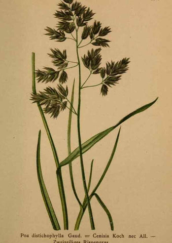 Reproducción/Reproduction 10424594406: Atlas der Alpenflora /. Wien :Eigenthum und Verlag des Deutschen und Oesterr. Alpenvereins,1882.