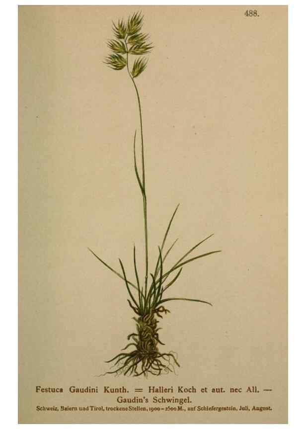 Reproducción/Reproduction 10424579804: Atlas der Alpenflora /. Wien :Eigenthum und Verlag des Deutschen und Oesterr. Alpenvereins,1882.