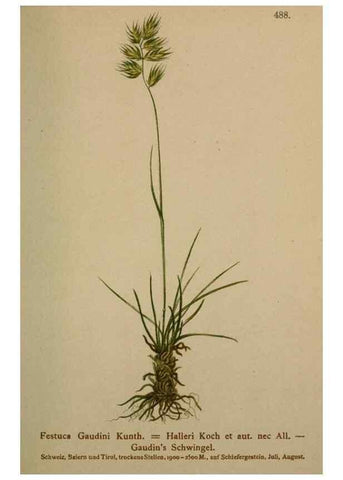 Reproducción/Reproduction 10424579804: Atlas der Alpenflora /. Wien :Eigenthum und Verlag des Deutschen und Oesterr. Alpenvereins,1882.