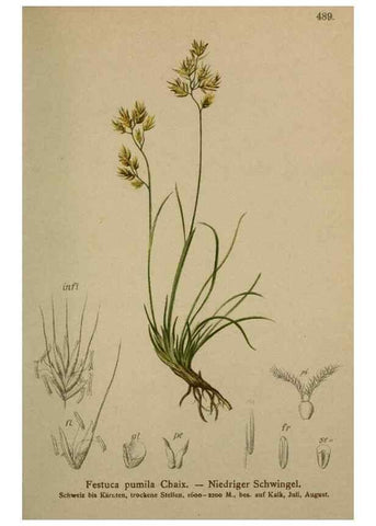 Reproducción/Reproduction 10424618055: Atlas der Alpenflora /. Wien :Eigenthum und Verlag des Deutschen und Oesterr. Alpenvereins,1882.