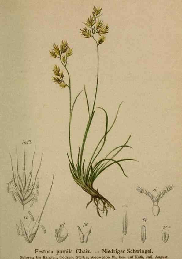 Reproducción/Reproduction 10424618055: Atlas der Alpenflora /. Wien :Eigenthum und Verlag des Deutschen und Oesterr. Alpenvereins,1882.