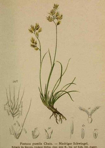 Reproducción/Reproduction 10424618055: Atlas der Alpenflora /. Wien :Eigenthum und Verlag des Deutschen und Oesterr. Alpenvereins,1882.