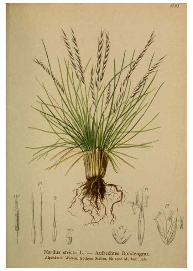 Reproducción/Reproduction 10424622635: Atlas der Alpenflora /. Wien :Eigenthum und Verlag des Deutschen und Oesterr. Alpenvereins,1882.