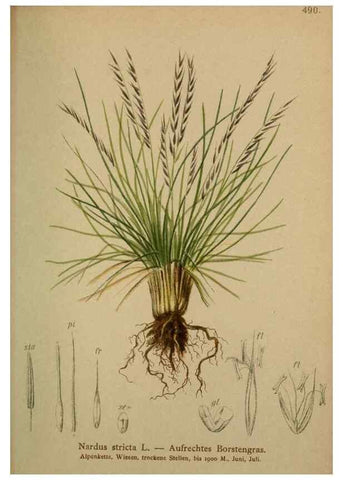 Reproducción/Reproduction 10424622635: Atlas der Alpenflora /. Wien :Eigenthum und Verlag des Deutschen und Oesterr. Alpenvereins,1882.
