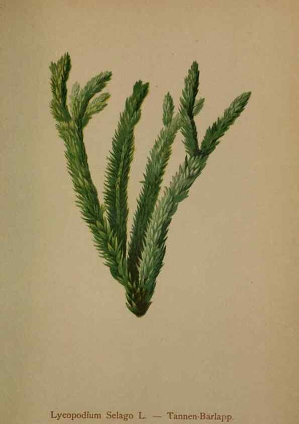 Reproducción/Reproduction 10424593684: Atlas der Alpenflora /. Wien :Eigenthum und Verlag des Deutschen und Oesterr. Alpenvereins,1882.
