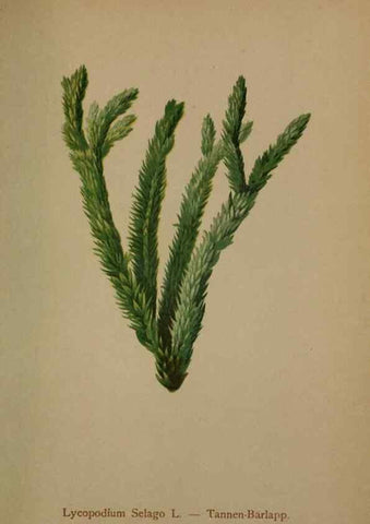 Reproducción/Reproduction 10424593684: Atlas der Alpenflora /. Wien :Eigenthum und Verlag des Deutschen und Oesterr. Alpenvereins,1882.