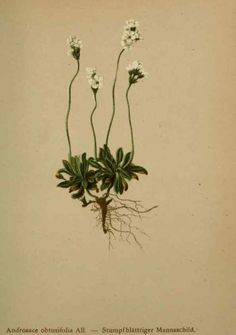 Reproducción/Reproduction 10424620176: Atlas der Alpenflora /. Wien :Eigenthum und Verlag des Deutschen und Oesterr. Alpenvereins,1882.