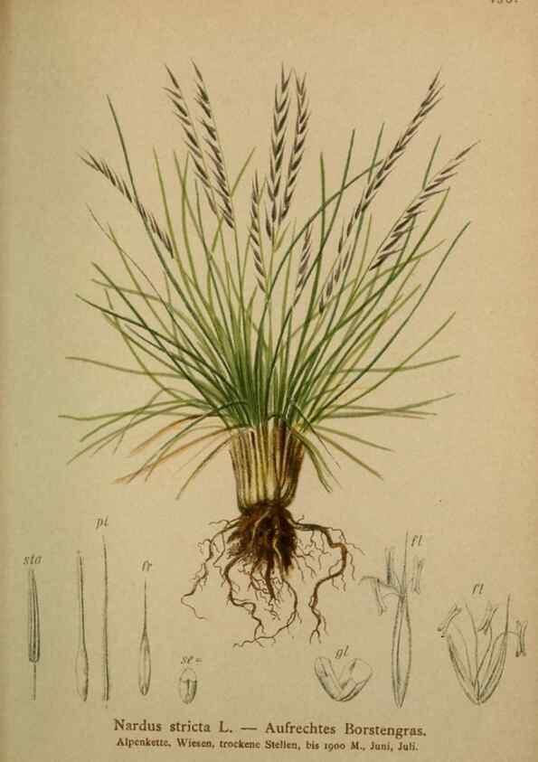 Reproducción/Reproduction 10424631596: Atlas der Alpenflora /. Wien :Eigenthum und Verlag des Deutschen und Oesterr. Alpenvereins,1882.