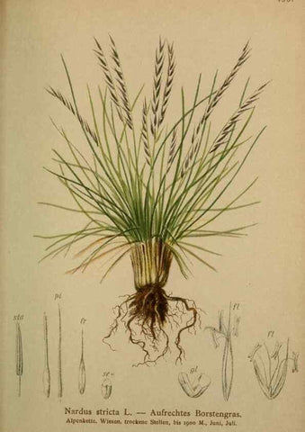 Reproducción/Reproduction 10424631596: Atlas der Alpenflora /. Wien :Eigenthum und Verlag des Deutschen und Oesterr. Alpenvereins,1882.