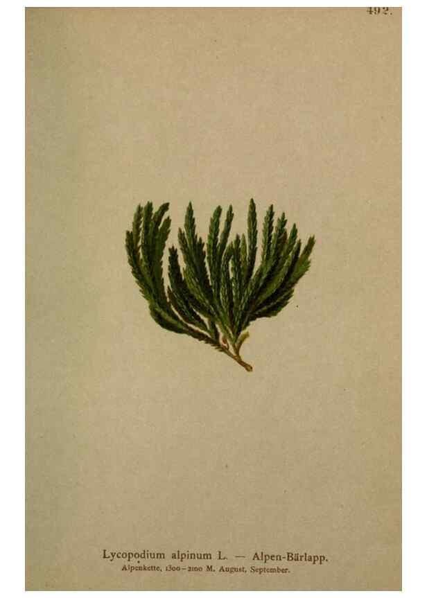 Reproducción/Reproduction 10424781843: Atlas der Alpenflora /. Wien :Eigenthum und Verlag des Deutschen und Oesterr. Alpenvereins,1882.