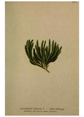 Reproducción/Reproduction 10424781843: Atlas der Alpenflora /. Wien :Eigenthum und Verlag des Deutschen und Oesterr. Alpenvereins,1882.