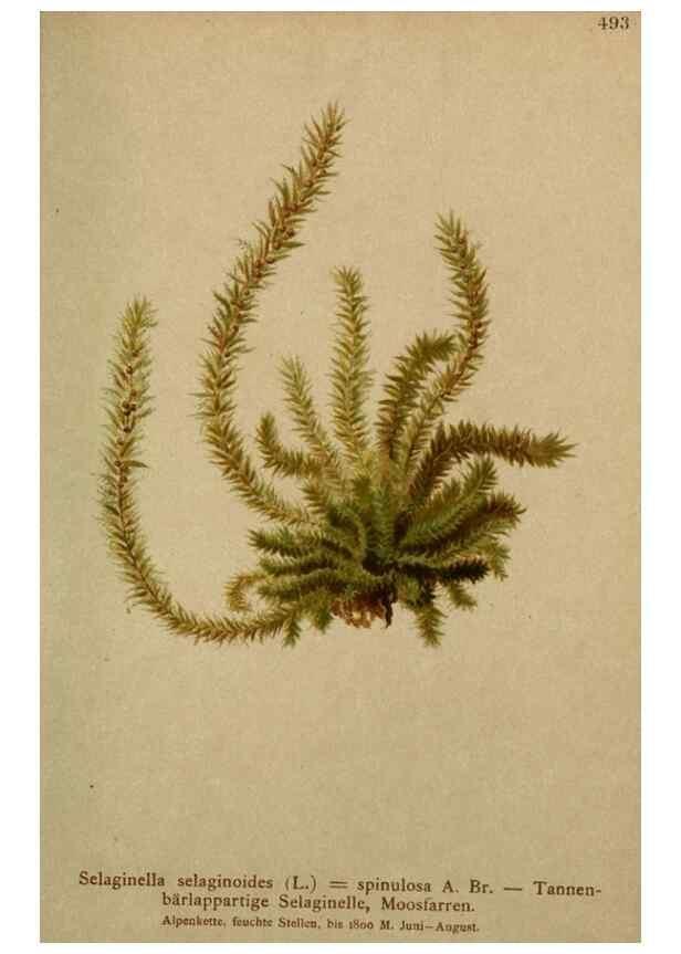 Reproducción/Reproduction 10424662725: Atlas der Alpenflora /. Wien :Eigenthum und Verlag des Deutschen und Oesterr. Alpenvereins,1882.