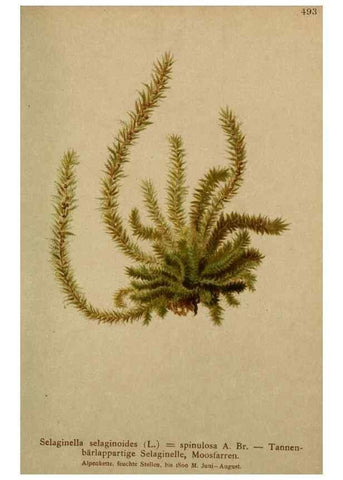 Reproducción/Reproduction 10424662725: Atlas der Alpenflora /. Wien :Eigenthum und Verlag des Deutschen und Oesterr. Alpenvereins,1882.