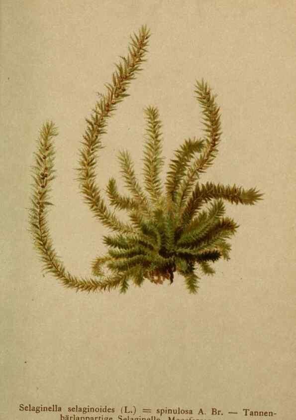 Reproducción/Reproduction 10424662725: Atlas der Alpenflora /. Wien :Eigenthum und Verlag des Deutschen und Oesterr. Alpenvereins,1882.