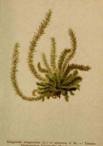 Reproducción/Reproduction 10424662725: Atlas der Alpenflora /. Wien :Eigenthum und Verlag des Deutschen und Oesterr. Alpenvereins,1882.