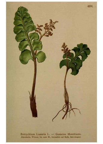 Reproducción/Reproduction 10424653506: Atlas der Alpenflora /. Wien :Eigenthum und Verlag des Deutschen und Oesterr. Alpenvereins,1882.