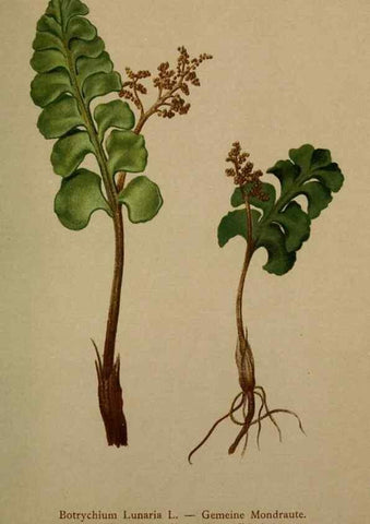 Reproducción/Reproduction 10424653506: Atlas der Alpenflora /. Wien :Eigenthum und Verlag des Deutschen und Oesterr. Alpenvereins,1882.