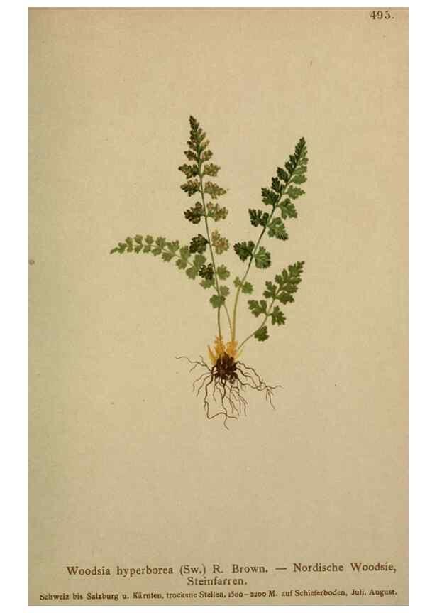 Reproducción/Reproduction 10424797423: Atlas der Alpenflora /. Wien :Eigenthum und Verlag des Deutschen und Oesterr. Alpenvereins,1882.