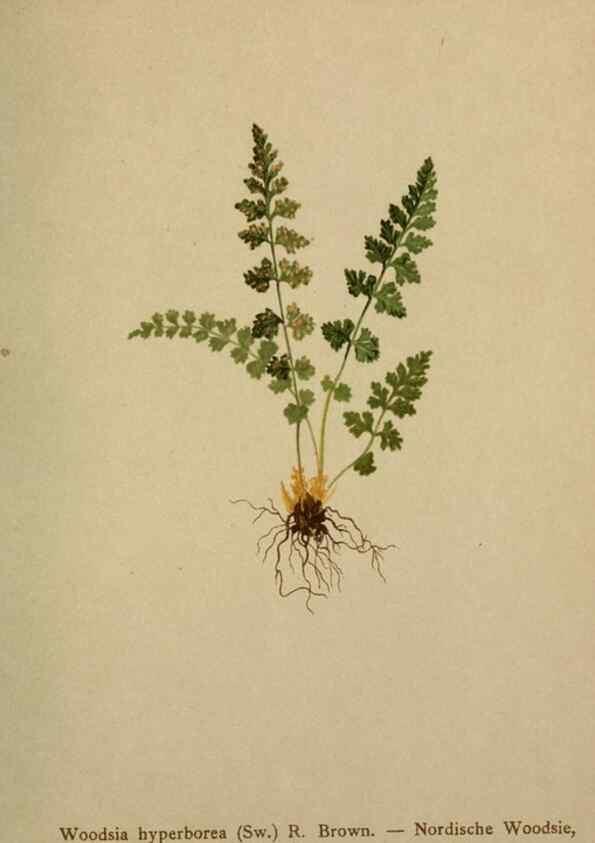 Reproducción/Reproduction 10424797423: Atlas der Alpenflora /. Wien :Eigenthum und Verlag des Deutschen und Oesterr. Alpenvereins,1882.