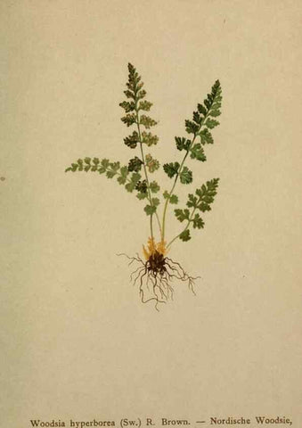 Reproducción/Reproduction 10424797423: Atlas der Alpenflora /. Wien :Eigenthum und Verlag des Deutschen und Oesterr. Alpenvereins,1882.