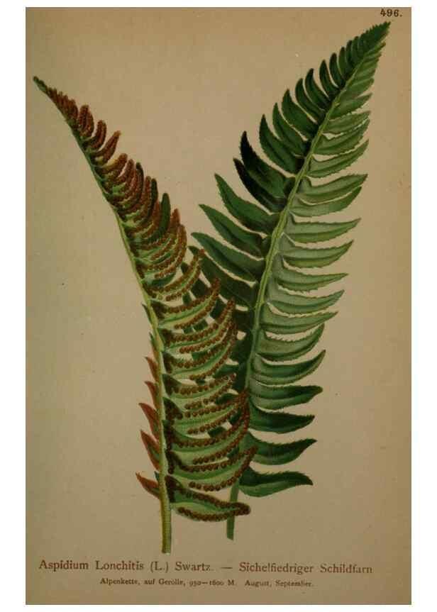 Reproducción/Reproduction 10424677745: Atlas der Alpenflora /. Wien :Eigenthum und Verlag des Deutschen und Oesterr. Alpenvereins,1882.