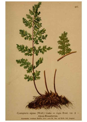 Reproducción/Reproduction 10424648684: Atlas der Alpenflora /. Wien :Eigenthum und Verlag des Deutschen und Oesterr. Alpenvereins,1882.