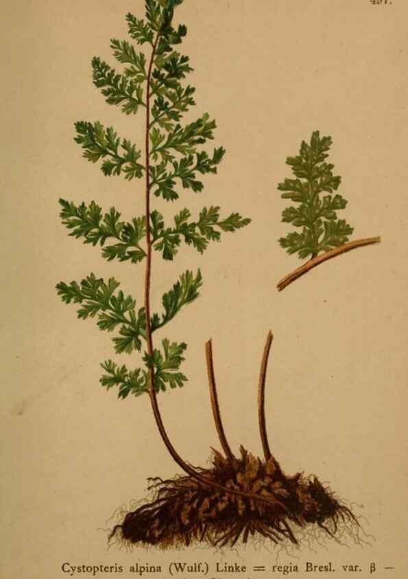 Reproducción/Reproduction 10424648684: Atlas der Alpenflora /. Wien :Eigenthum und Verlag des Deutschen und Oesterr. Alpenvereins,1882.