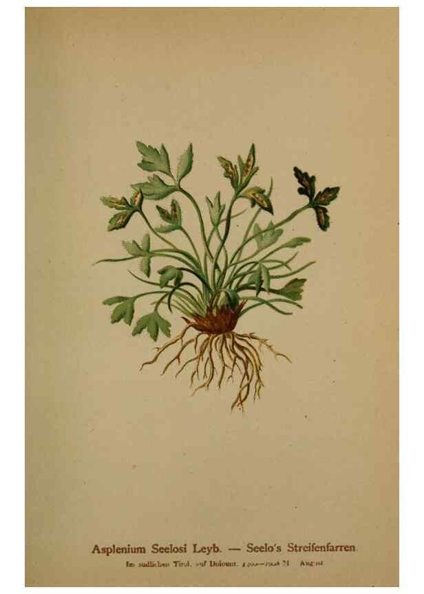 Reproducción/Reproduction 10424673376: Atlas der Alpenflora /. Wien :Eigenthum und Verlag des Deutschen und Oesterr. Alpenvereins,1882.
