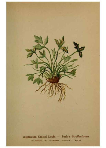 Reproducción/Reproduction 10424673376: Atlas der Alpenflora /. Wien :Eigenthum und Verlag des Deutschen und Oesterr. Alpenvereins,1882.