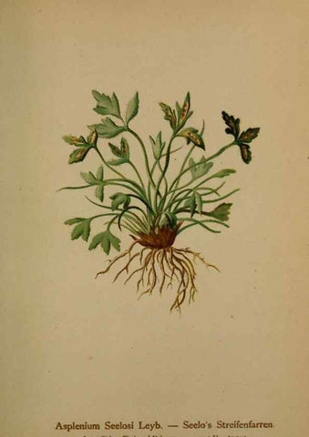 Reproducción/Reproduction 10424673376: Atlas der Alpenflora /. Wien :Eigenthum und Verlag des Deutschen und Oesterr. Alpenvereins,1882.