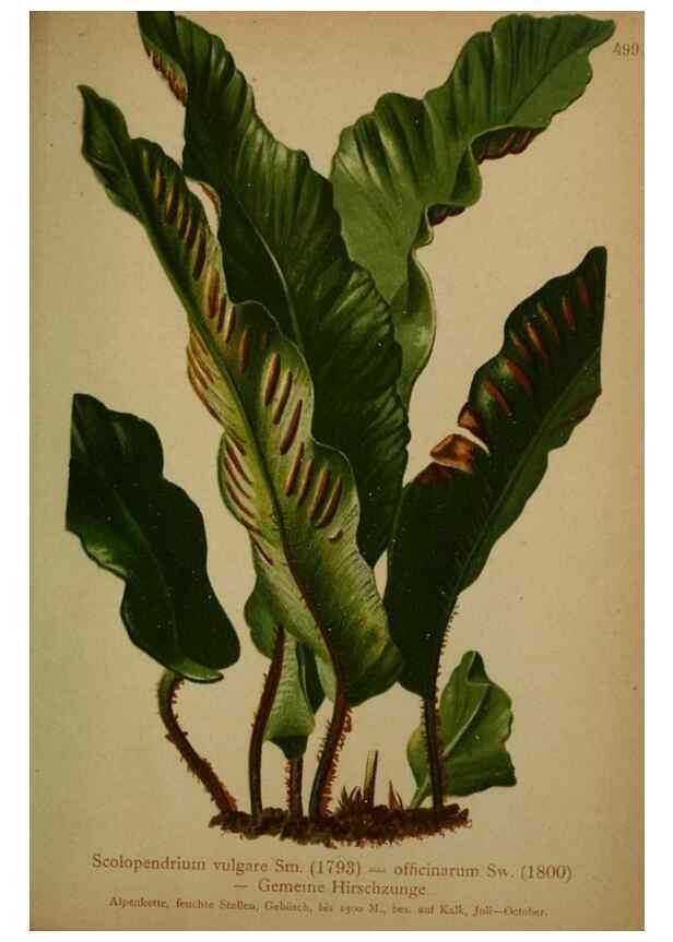 Reproducción/Reproduction 10424656684: Atlas der Alpenflora /. Wien :Eigenthum und Verlag des Deutschen und Oesterr. Alpenvereins,1882.