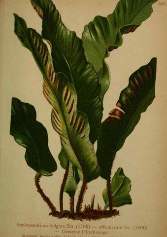 Reproducción/Reproduction 10424656684: Atlas der Alpenflora /. Wien :Eigenthum und Verlag des Deutschen und Oesterr. Alpenvereins,1882.