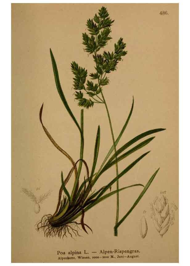 Reproducción/Reproduction 10424590586: Atlas der Alpenflora /. Wien :Eigenthum und Verlag des Deutschen und Oesterr. Alpenvereins,1882.
