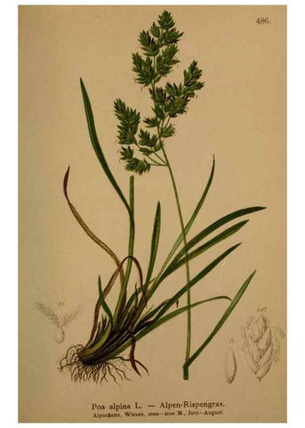 Reproducción/Reproduction 10424590586: Atlas der Alpenflora /. Wien :Eigenthum und Verlag des Deutschen und Oesterr. Alpenvereins,1882.