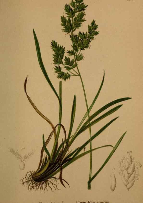 Reproducción/Reproduction 10424590586: Atlas der Alpenflora /. Wien :Eigenthum und Verlag des Deutschen und Oesterr. Alpenvereins,1882.