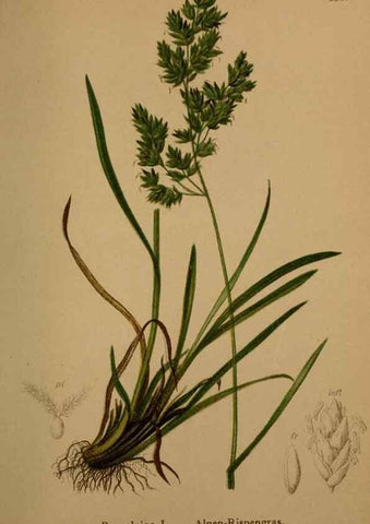 Reproducción/Reproduction 10424590586: Atlas der Alpenflora /. Wien :Eigenthum und Verlag des Deutschen und Oesterr. Alpenvereins,1882.