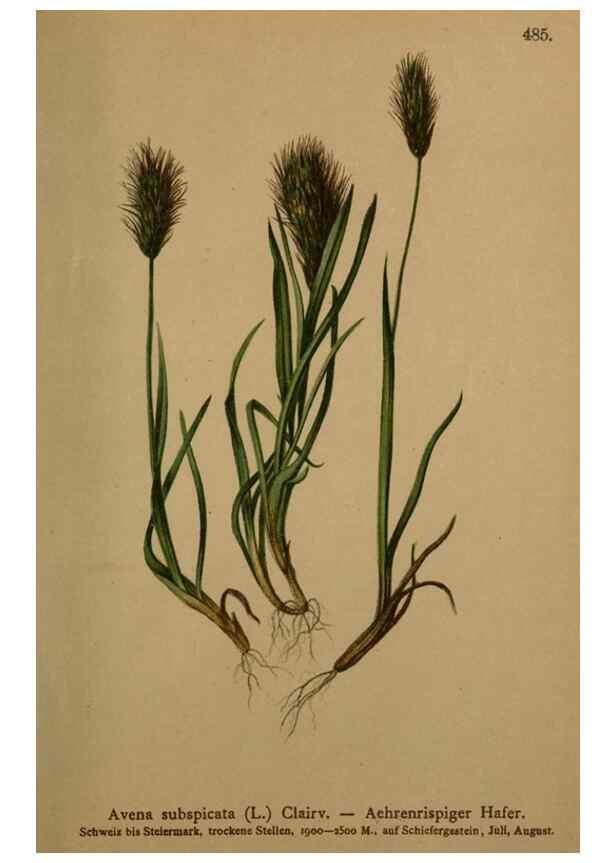 Reproducción/Reproduction 10424727313: Atlas der Alpenflora /. Wien :Eigenthum und Verlag des Deutschen und Oesterr. Alpenvereins,1882.