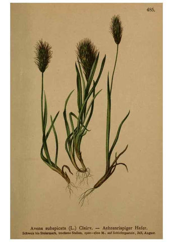 Reproducción/Reproduction 10424727313: Atlas der Alpenflora /. Wien :Eigenthum und Verlag des Deutschen und Oesterr. Alpenvereins,1882.