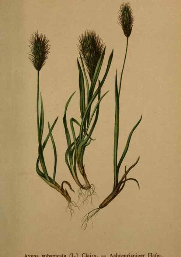 Reproducción/Reproduction 10424727313: Atlas der Alpenflora /. Wien :Eigenthum und Verlag des Deutschen und Oesterr. Alpenvereins,1882.