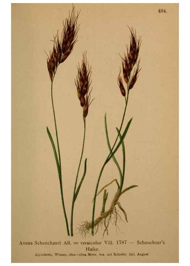 Reproducción/Reproduction 10424562614: Atlas der Alpenflora /. Wien :Eigenthum und Verlag des Deutschen und Oesterr. Alpenvereins,1882.