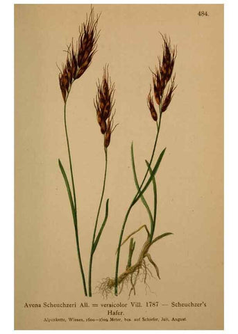 Reproducción/Reproduction 10424562614: Atlas der Alpenflora /. Wien :Eigenthum und Verlag des Deutschen und Oesterr. Alpenvereins,1882.
