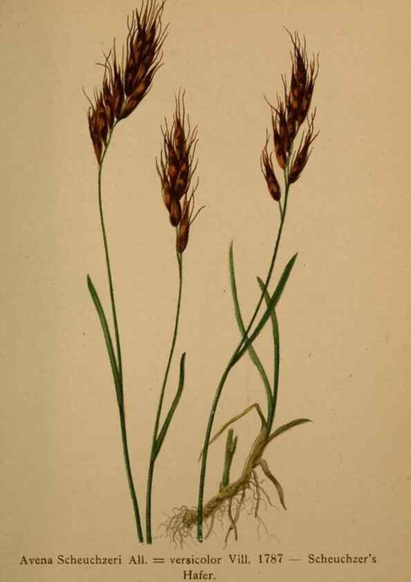 Reproducción/Reproduction 10424562614: Atlas der Alpenflora /. Wien :Eigenthum und Verlag des Deutschen und Oesterr. Alpenvereins,1882.