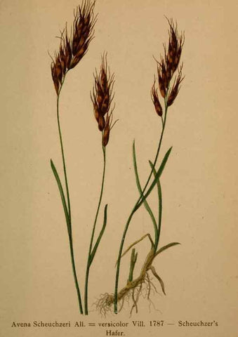 Reproducción/Reproduction 10424562614: Atlas der Alpenflora /. Wien :Eigenthum und Verlag des Deutschen und Oesterr. Alpenvereins,1882.