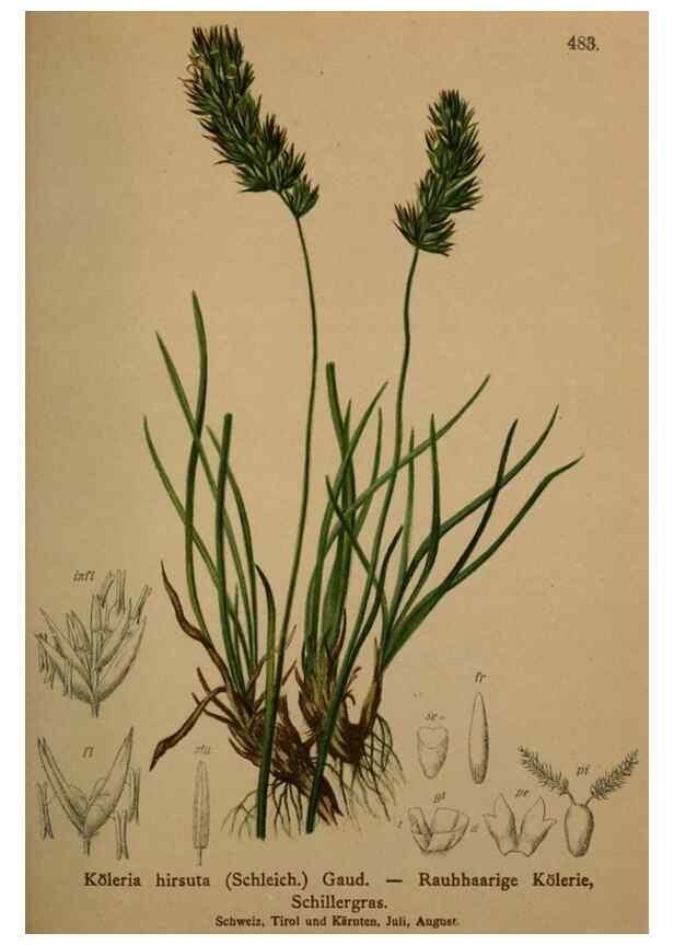 Reproducción/Reproduction 10424591925: Atlas der Alpenflora /. Wien :Eigenthum und Verlag des Deutschen und Oesterr. Alpenvereins,1882.