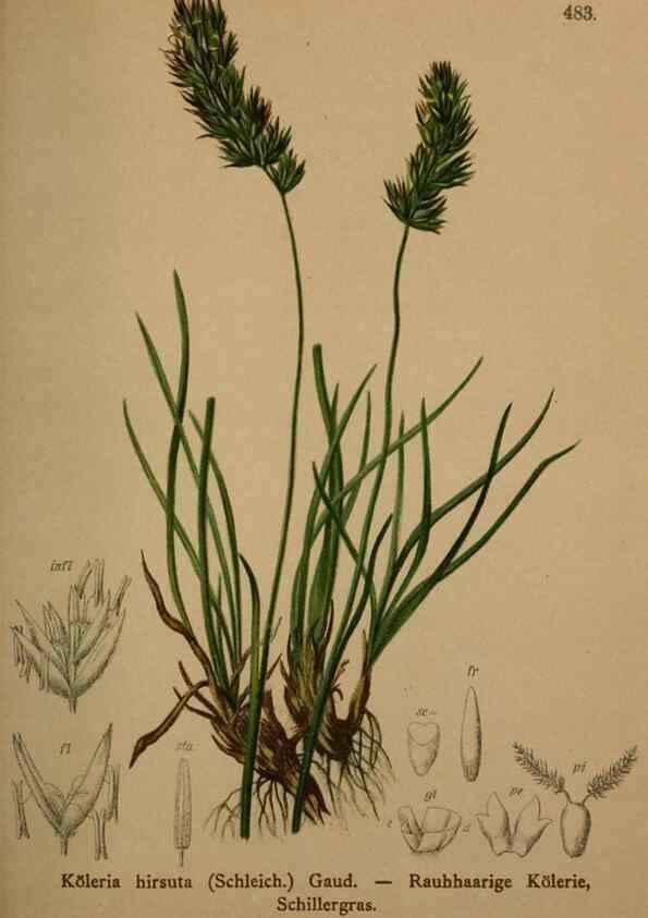 Reproducción/Reproduction 10424591925: Atlas der Alpenflora /. Wien :Eigenthum und Verlag des Deutschen und Oesterr. Alpenvereins,1882.