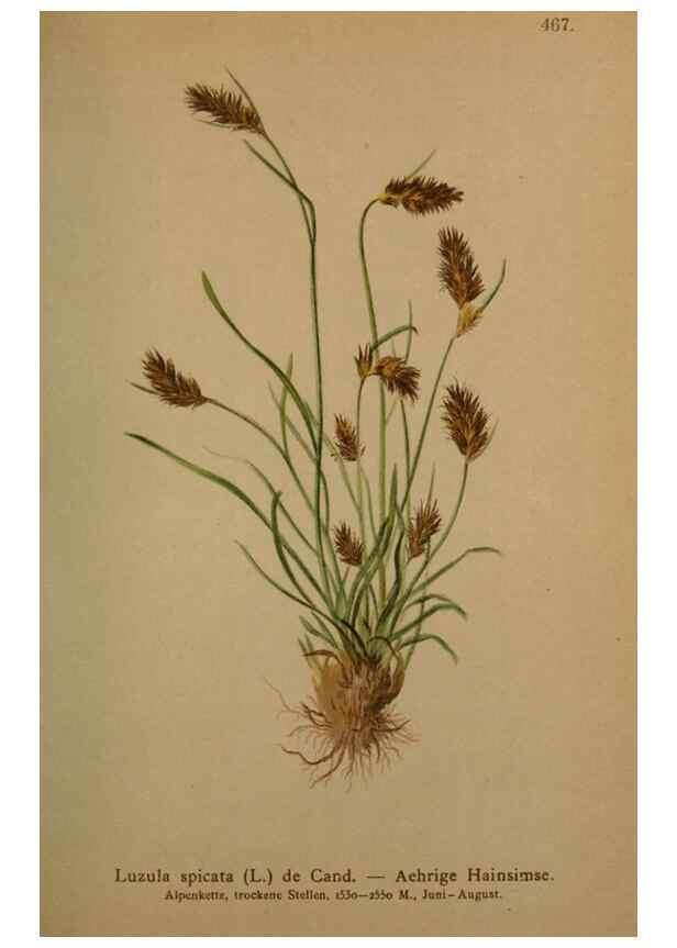 Reproducción/Reproduction 10424515565: Atlas der Alpenflora /. Wien :Eigenthum und Verlag des Deutschen und Oesterr. Alpenvereins,1882.