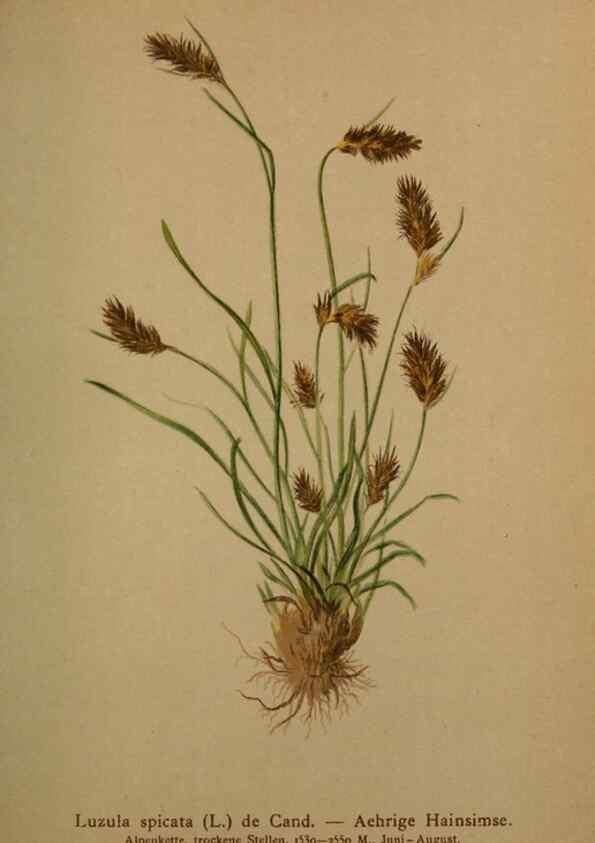 Reproducción/Reproduction 10424515565: Atlas der Alpenflora /. Wien :Eigenthum und Verlag des Deutschen und Oesterr. Alpenvereins,1882.